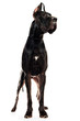 majestic dog