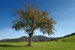 Apfelbaum