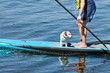 Paddle Surfing
