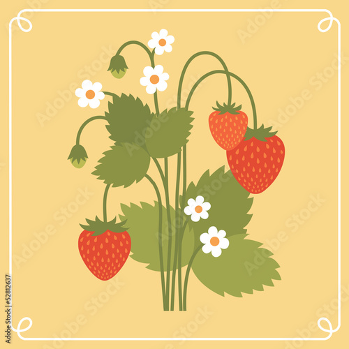 Vector: Strawberry bush Strawberry bush