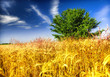 Foto: wheat field and tree wheat field and tree