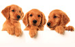 Foto: Golden retriever puppies Golden retriever puppies