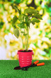 Young plant in bucket on grass on bright background