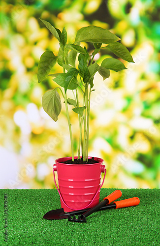 Photo: Young plant in bucket on grass on bright background Young plant in bucket on grass on bright background
