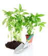Pepper seedlings with garden tools isolated on white