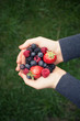 Hands holding red fruit