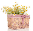 Small chamomiles in wicker basket isolated on white