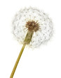 Dandelion isolated on white