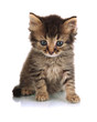Small Kitten Isolated On White
