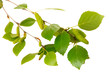 Green Birch Leaves Isolated On...