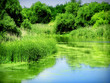 ponds and reed,landscape