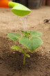 Watering a Young Cucumber plant