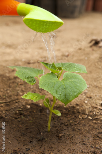 Photo: Watering a Young Cucumber plant Watering a Young Cucumber plant
