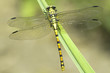Green Snaketail dragonfly, female / Ophiogomphus cecilia