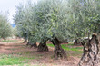 Photo: oliveraie oliveraie