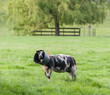 Sheep with a bucket on it's head