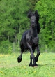 Portrait of moving friesian stallion