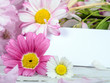 Liebe Grüße mit Gänseblümchen und Margeriten