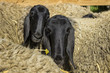 2 sheep