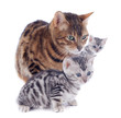 bengal family