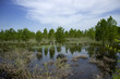 flood orchard