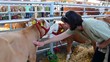 Video: Calves Calves