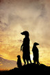 Meerkats at sunset