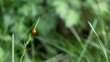 ladybird