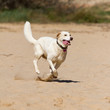 Photo: Dog Dog