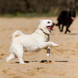 Photo: Dog Dog
