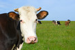 Foto: Head of a cow against a pasture Head of a cow against a pasture