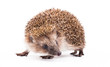 wild hedgehog isolated on white