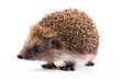 wild hedgehog isolated on white
