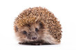 wild hedgehog isolated on white