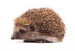 wild hedgehog isolated on white