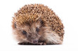 wild hedgehog isolated on white