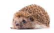 wild hedgehog isolated on white