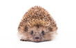 wild hedgehog isolated on white