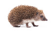 wild hedgehog isolated on white
