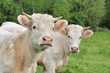 jeunes vaches charolaises