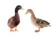 wild duck