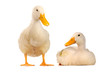 wild duck