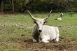 Photo: White hungarian cattle on pasture White hungarian cattle on pasture