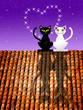 Cats in love on the roof