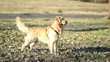 Golden retriever annusa e corre