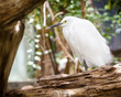 Snowy egret roosting among fallen trees
