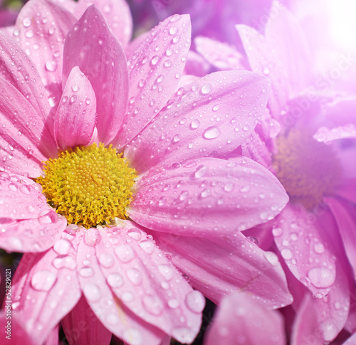 Pink daisies closeup