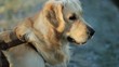 Golden retriever annusa l'aria