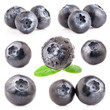 Collection of Blueberries isolated on white background