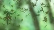 Marijuana leaves falling